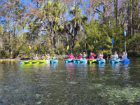 Picture of Paddling with Manatees