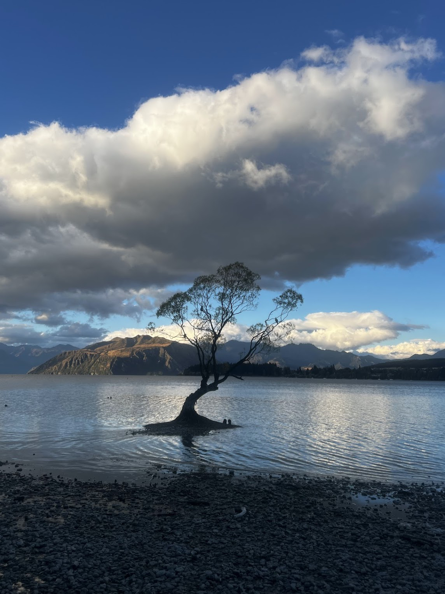 Picture of New Zealand's Wild Wonders: Southern Alps & National Parks