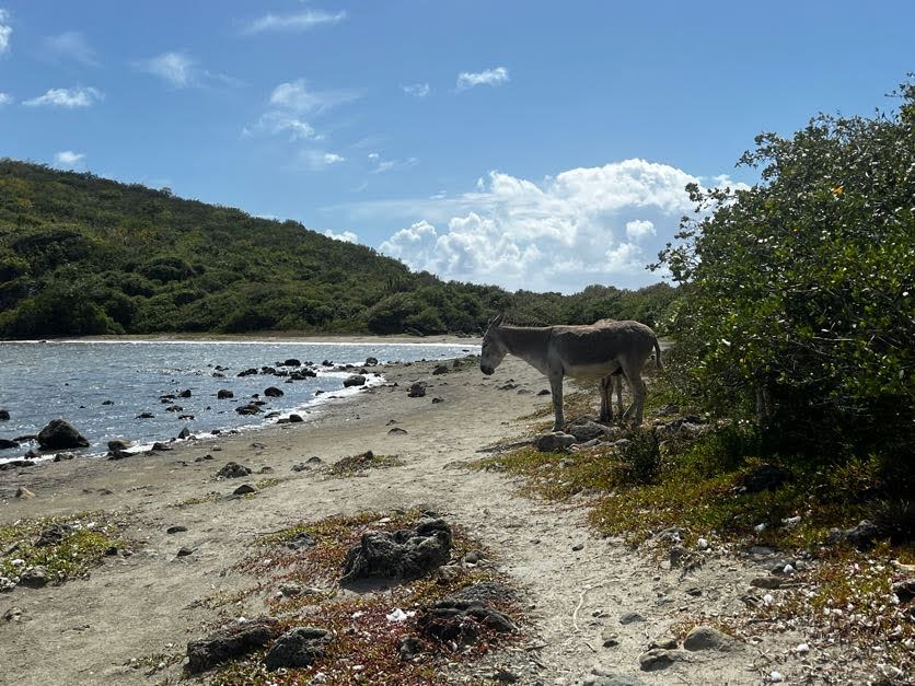 Picture of Adventures in the Caribbean: St. John