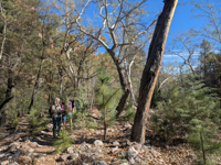 Picture of Desert Melodies: Intro to Birding and Hiking in Arizona