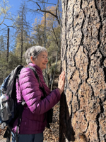 Picture of Desert Melodies: Intro to Birding and Hiking in Arizona