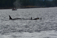 Picture of San Juan Islands Exploration