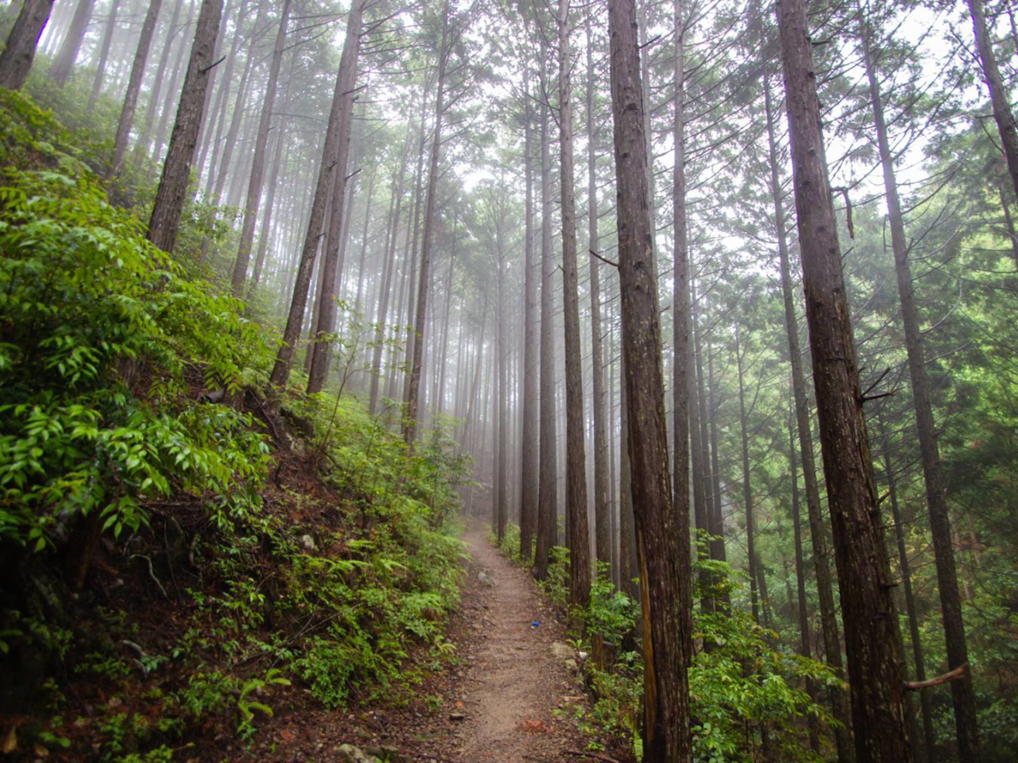 Picture of Japan's Kumano Kodo Pilgrimage Trail