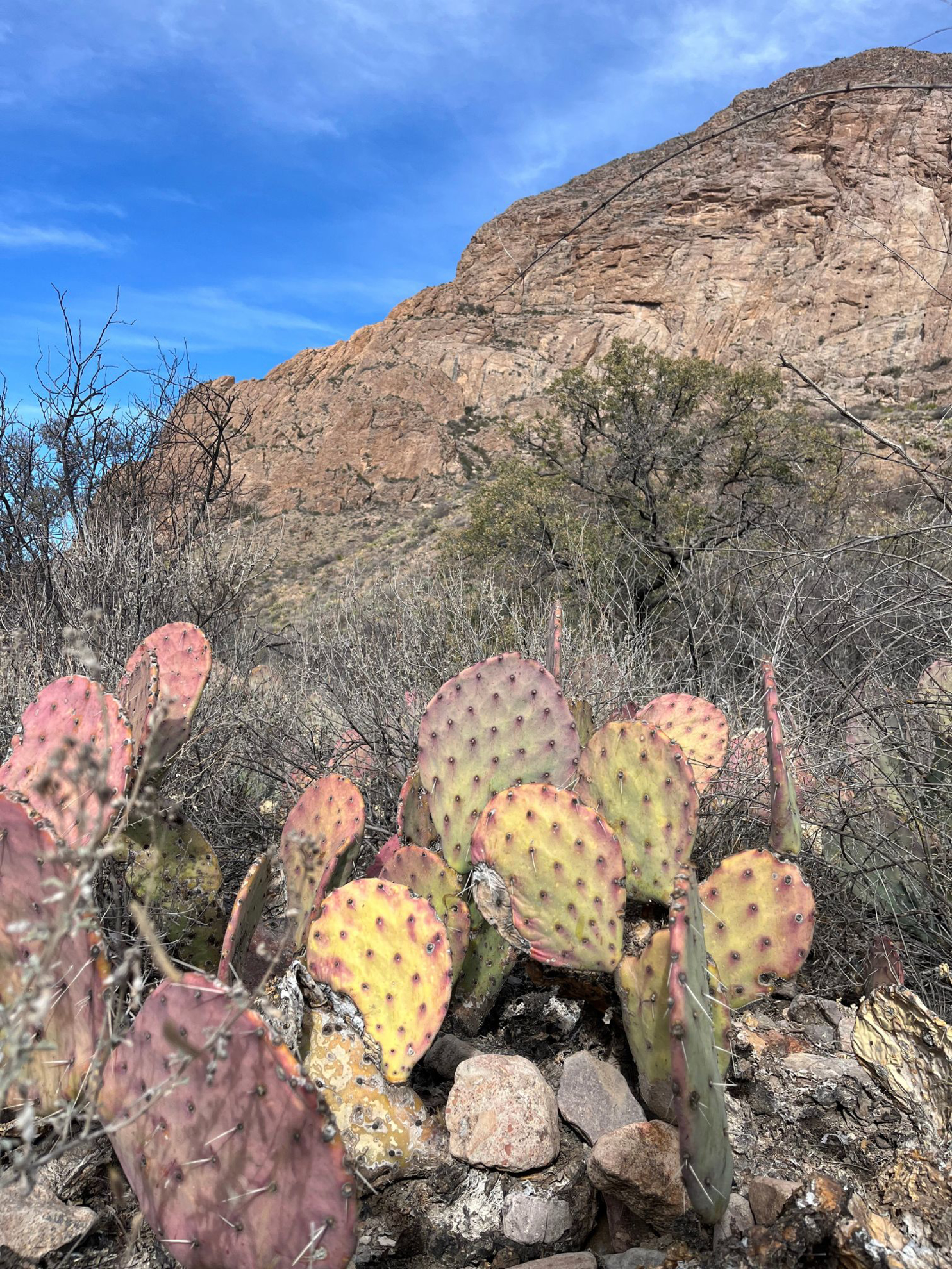 Picture of Big Bend Exploring and Hiking