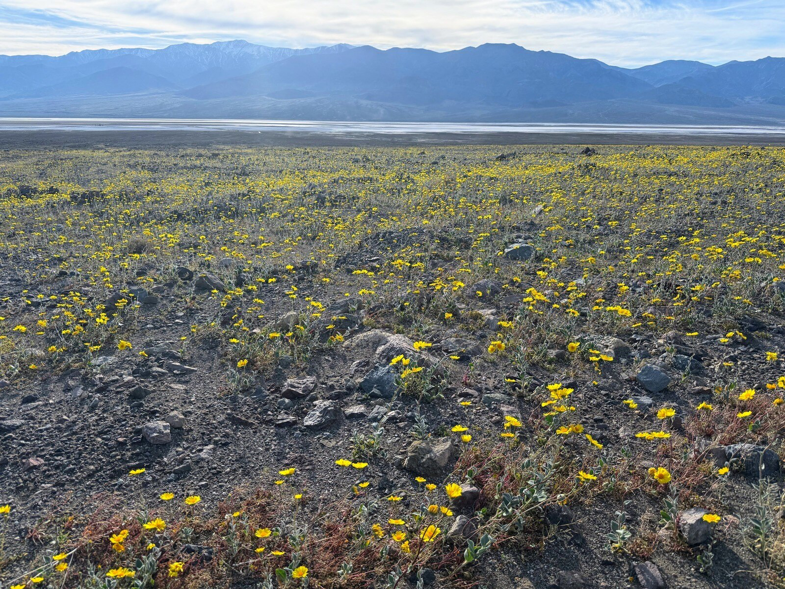 Picture of Desert Oasis Adventure: From Death Valley to Joshua Tree