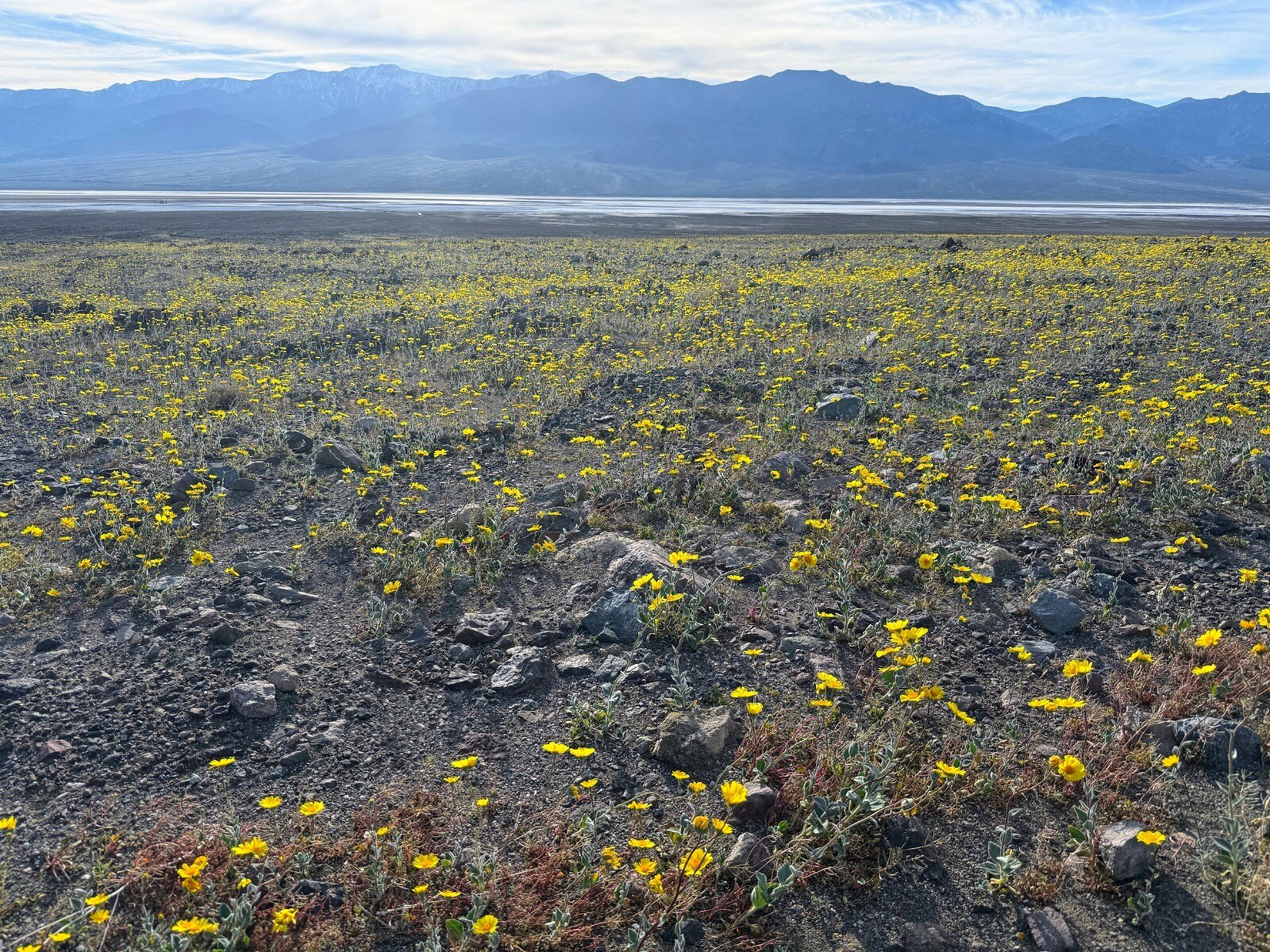 Picture of Desert Oasis Adventure: From Death Valley to Joshua Tree