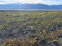 Picture of Desert Oasis Adventure: From Death Valley to Joshua Tree