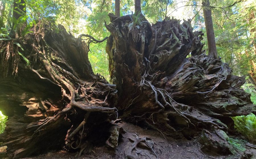Wonder and Wellness in the Redwoods