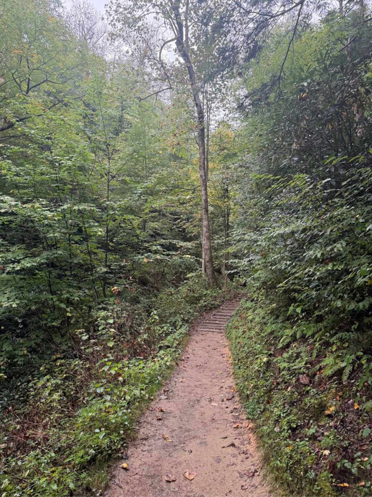 Picture of Fall in the Great Smokies