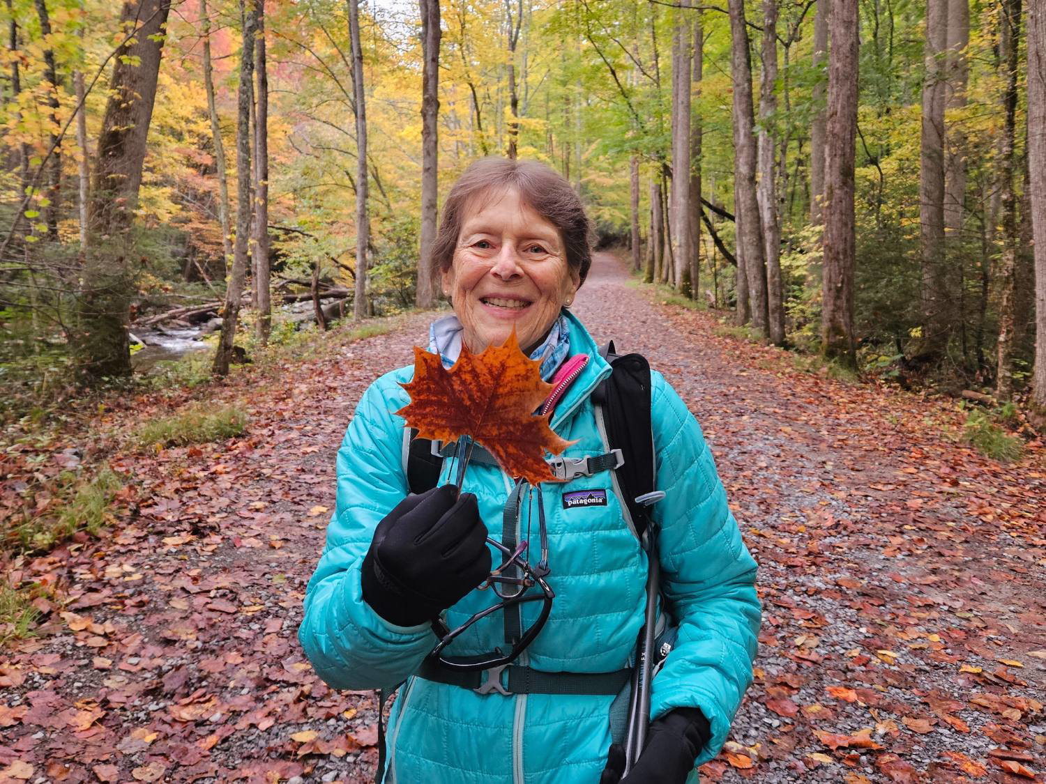 Picture of Fall in the Great Smokies