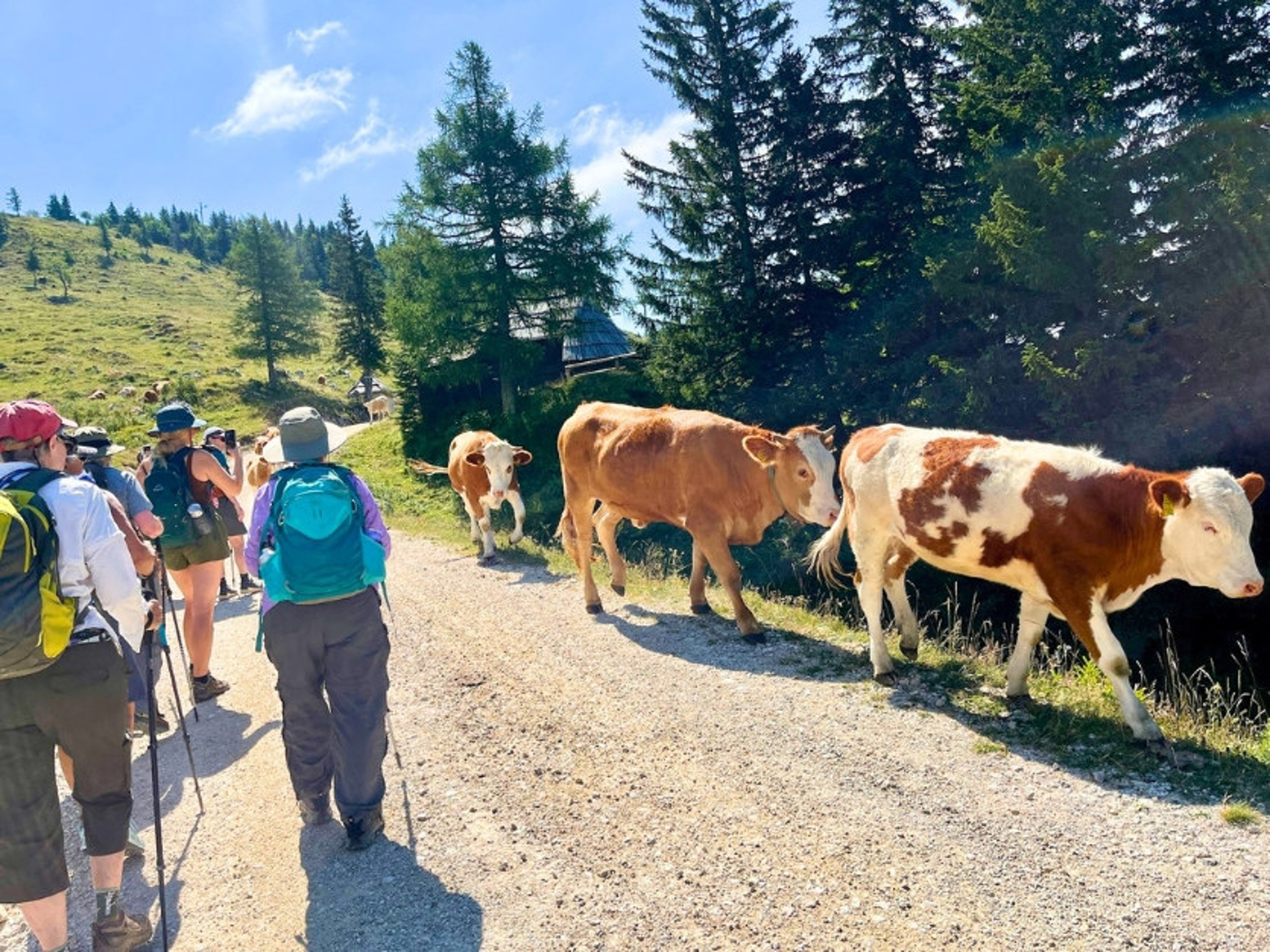 Picture of Alpine Adventures in Slovenia