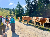 Picture of Alpine Adventures in Slovenia