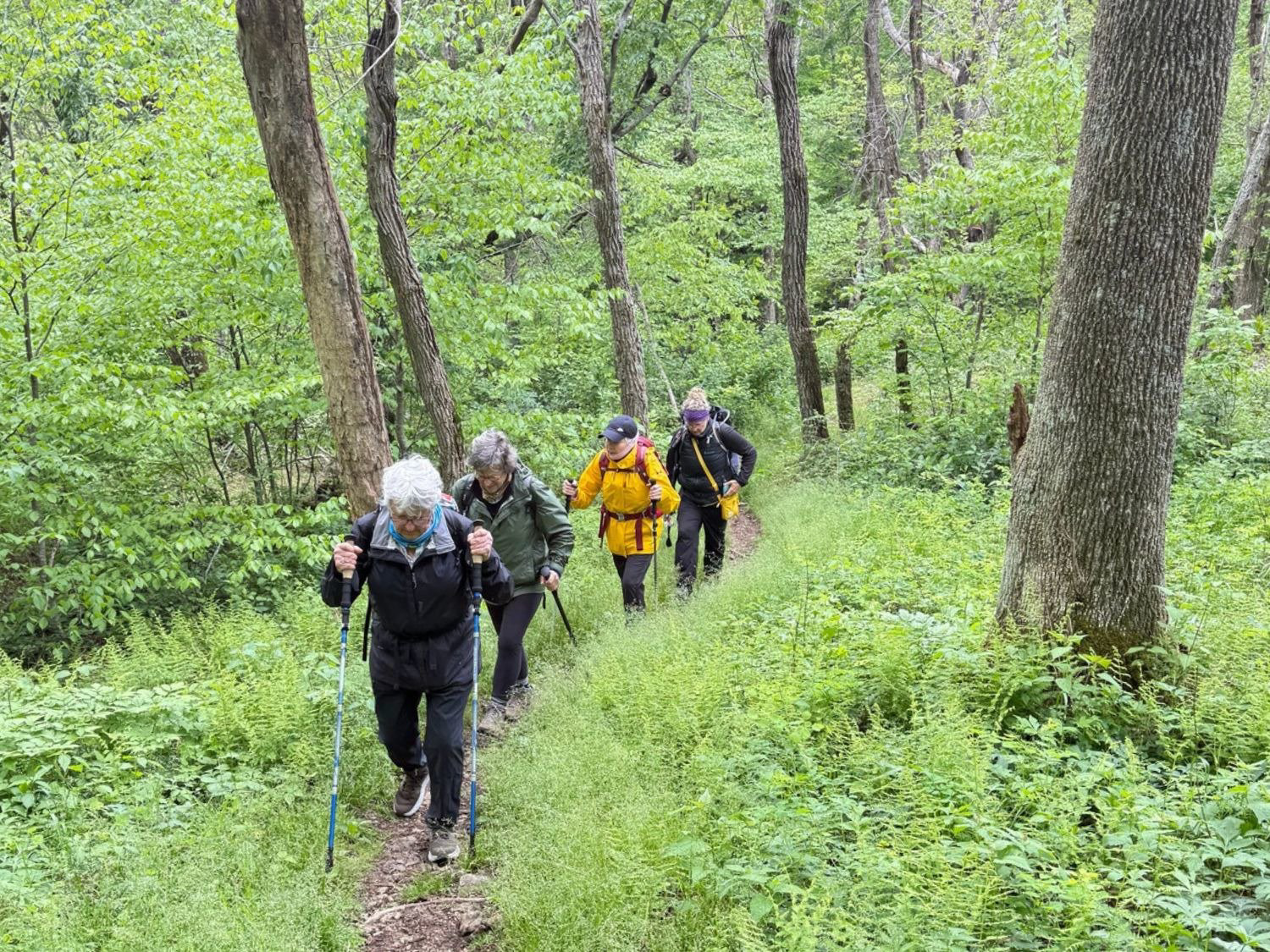 Picture of Hiking Shenandoah: Appalachian Trail & Blue Ridge Mountains