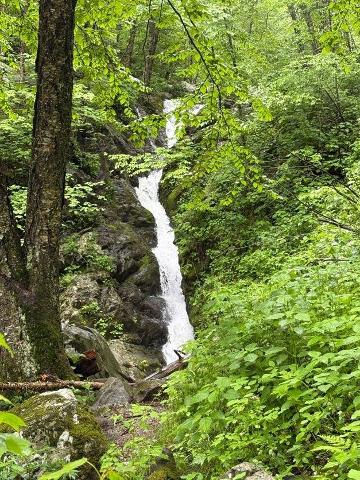 Picture of Hiking Shenandoah: Appalachian Trail & Blue Ridge Mountains