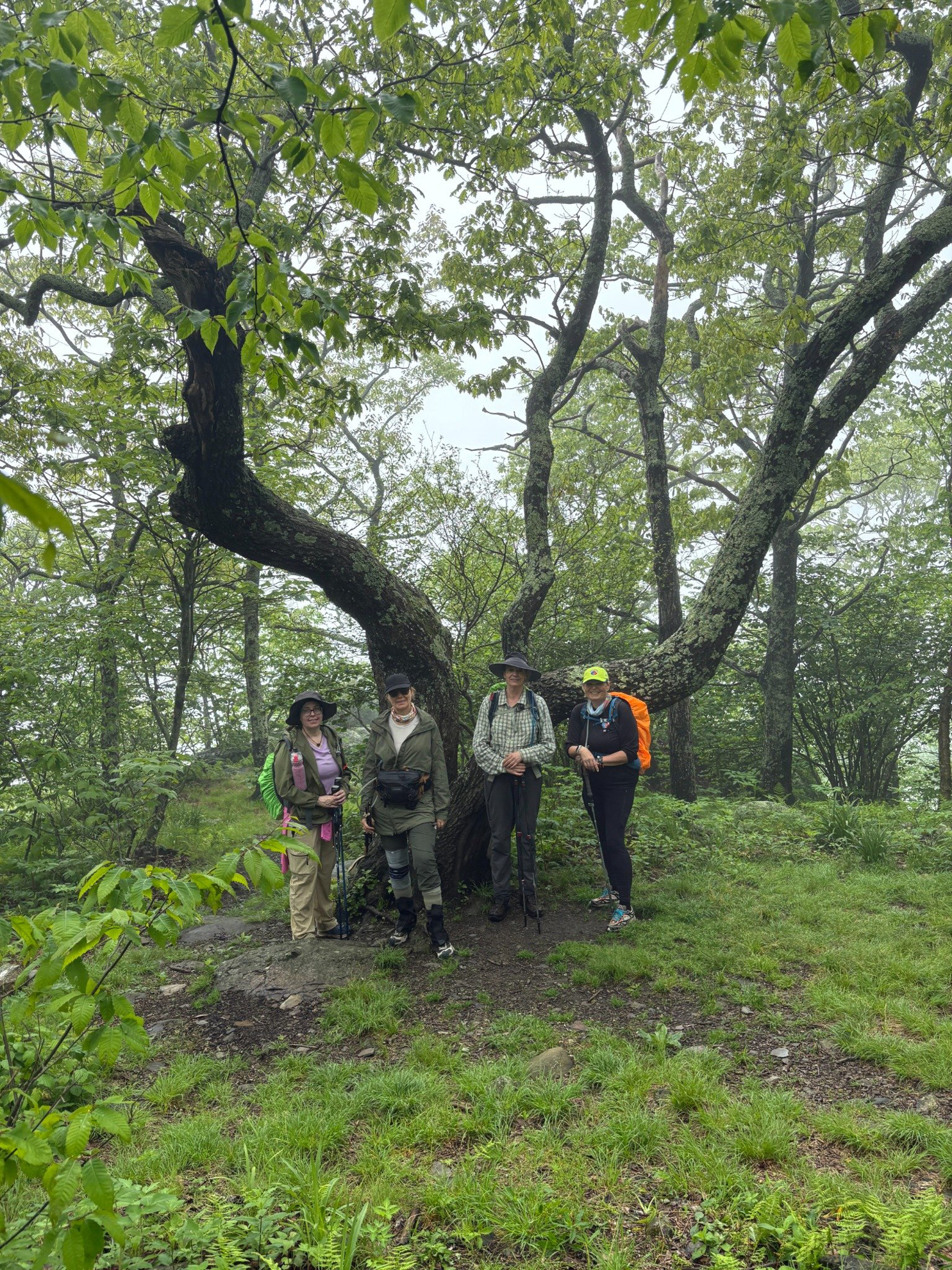 Picture of Hiking Shenandoah: Appalachian Trail & Blue Ridge Mountains