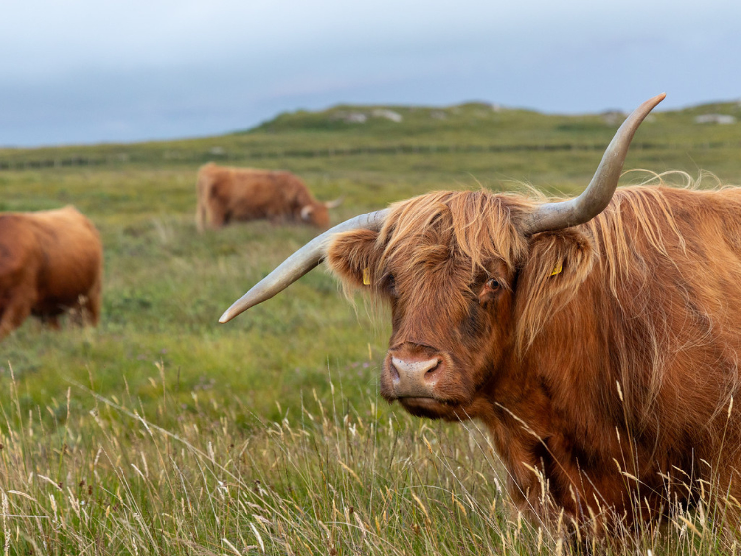 Picture of Exploring Scotland: Isles, Landscapes, and Lochs