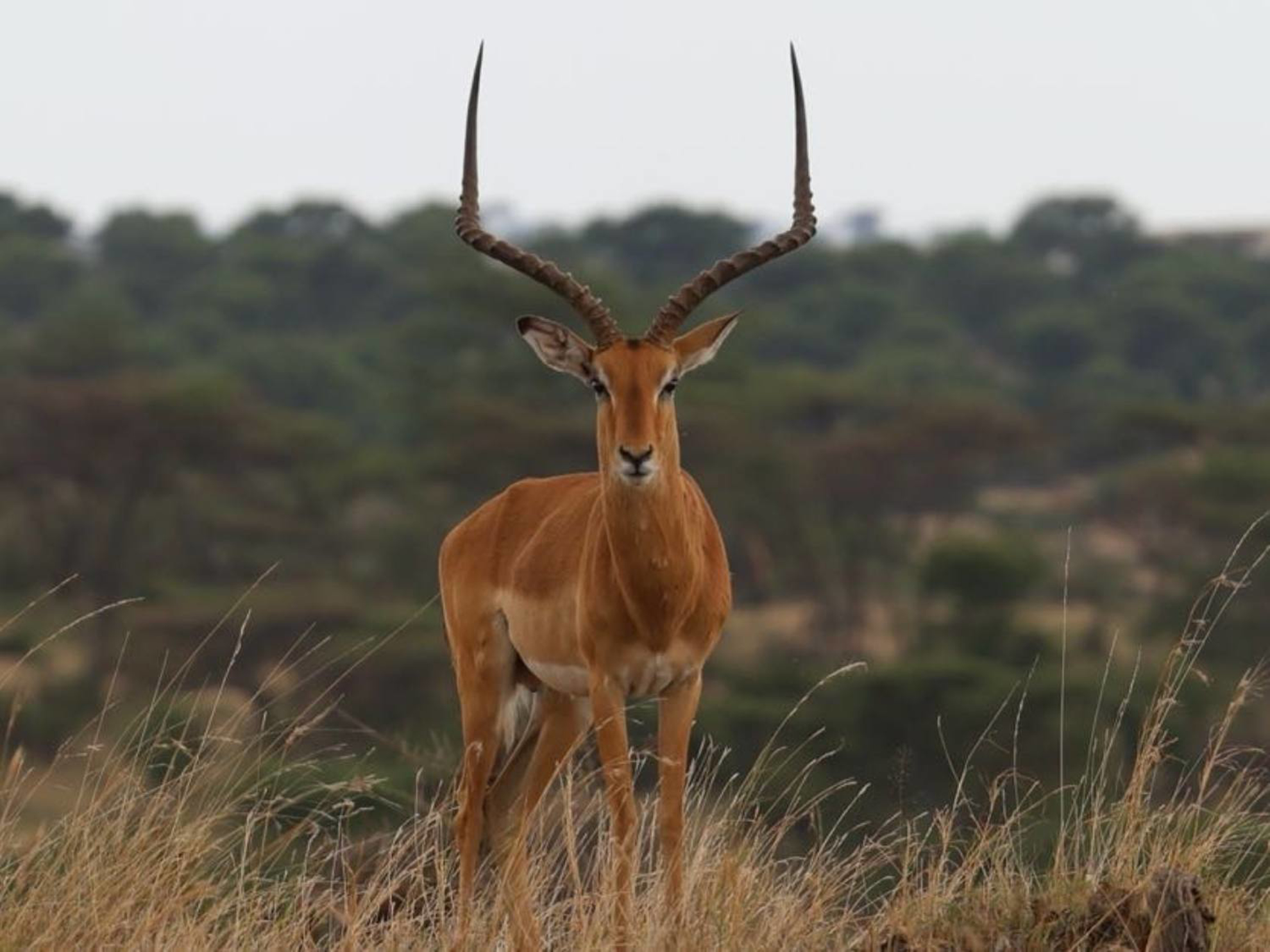 Picture of Tanzania Journey: Ngorongoro Highlands Trek and Wildlife Safari