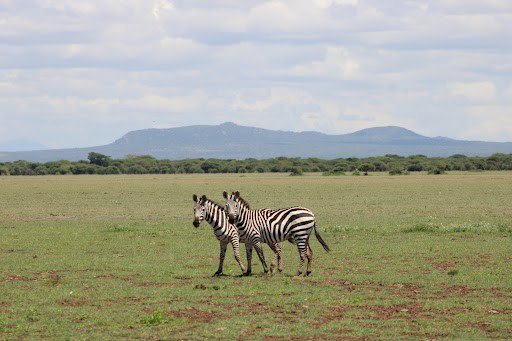Picture of Tanzania Journey: Ngorongoro Highlands Trek and Wildlife Safari