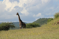 Picture of Tanzania Journey: Ngorongoro Highlands Trek and Wildlife Safari