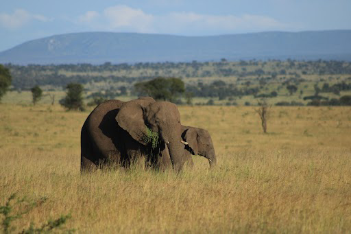 Picture of Tanzania Journey: Ngorongoro Highlands Trek and Wildlife Safari