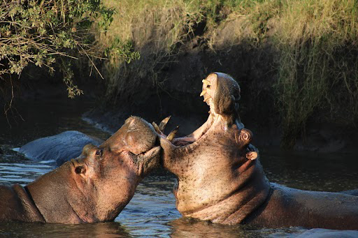 Picture of Tanzania Journey: Ngorongoro Highlands Trek and Wildlife Safari