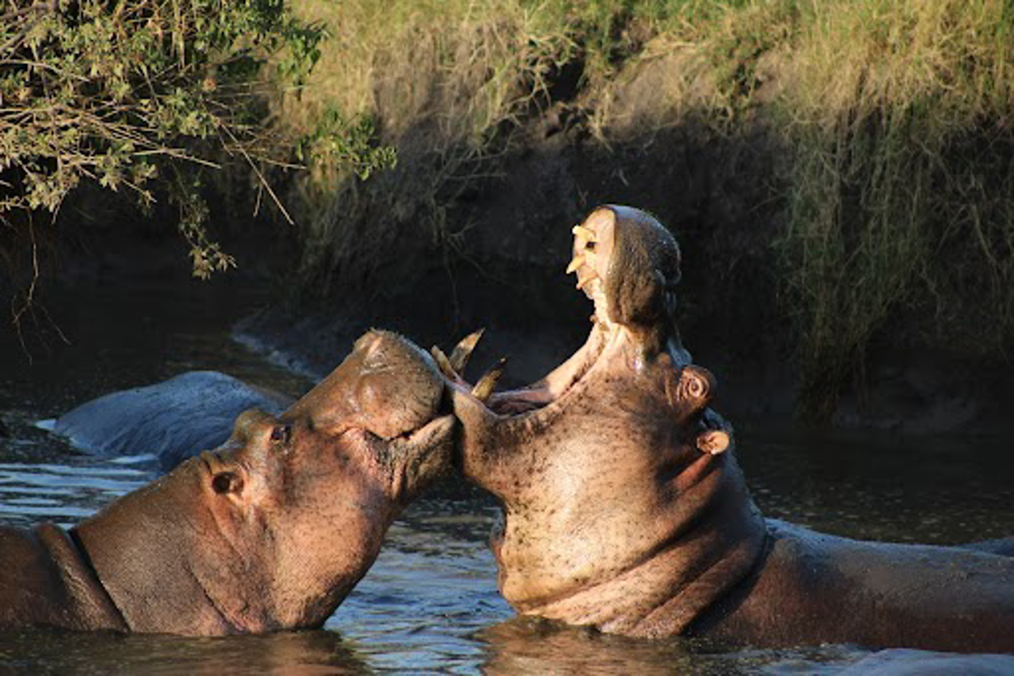 Picture of Tanzania Journey: Ngorongoro Highlands Trek and Wildlife Safari