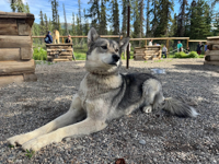 Picture of Alaska: From Anchorage to Fairbanks