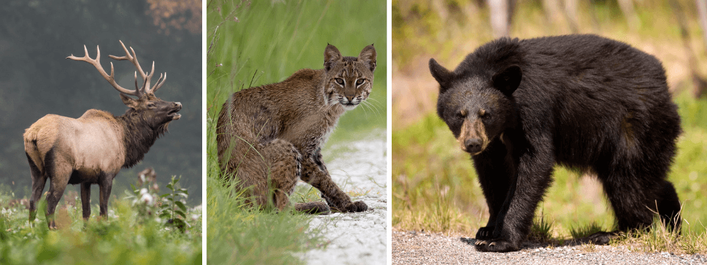 Wildlife Big South Fork