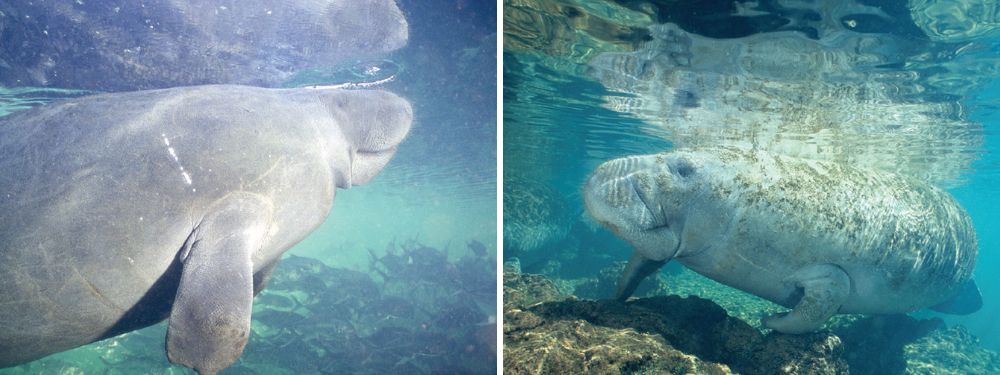 Till the Sea Cows Come Home: Swimming with gentle giants in